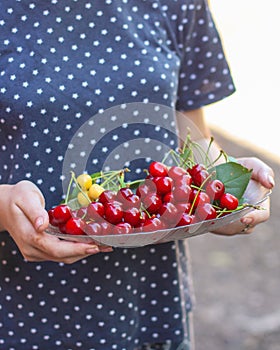 Cherries, fruit berries, harvest ripe and juicy fruits. top copy space. food background