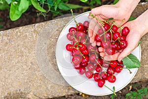 Cherries, fruit berries, harvest ripe and juicy fruits. top copy space. food background