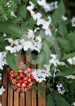 Cherries in a glass jar under a white jasmine bush. A jar full of ripe berries stands on a wooden stool, and above it are branches
