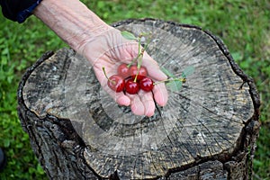 Cherries in grandma`s hand 2