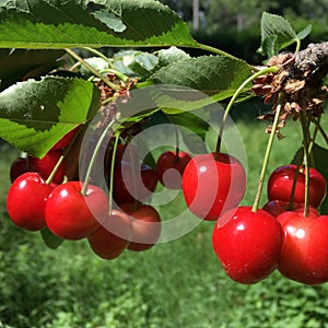 Cherries groups on a tree