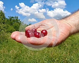 Čerešne v ruka z muž zrušte modrá obloha 