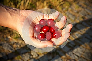 Cherries in hand