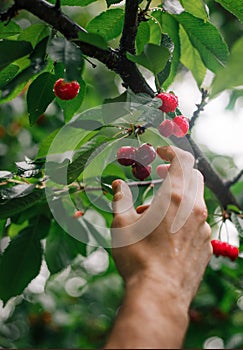 Cherries Handpicking