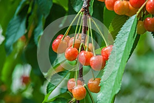 Cherries hanging on a cherry tree branch.