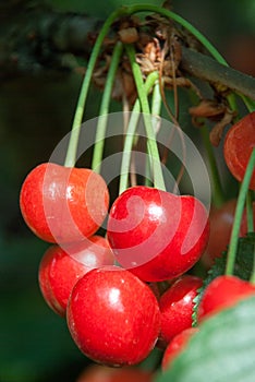 Cherries hanging on a cherry tree branch.