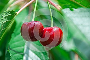 Cherries hanging on a cherry tree branch.