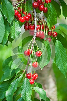 Cherries hanging on a cherry tree branch.