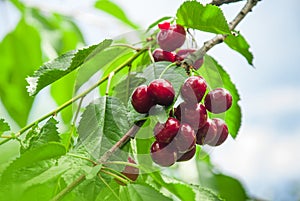 Cherries hanging on a cherry tree branch.