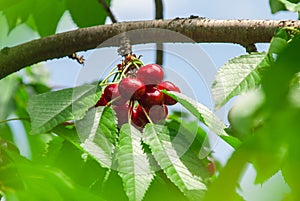 Cherries hanging on a cherry tree branch.