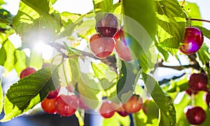 Cherries hanging on a cherry tree branch