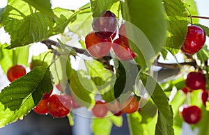 Cherries hanging on a cherry tree branch