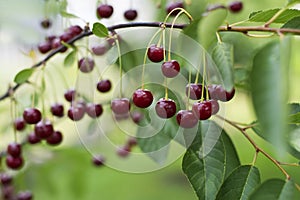 Cherries photo