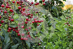 Cherries hanging on a cherry tree branch.Red organic cherries on a branch of cherry tree,branch-macro,ripe cherries on a branch.