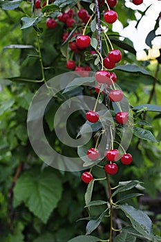Cherries hanging on a cherry tree branch.Red organic cherries on a branch of cherry tree,branch-macro,ripe cherries on a branch.