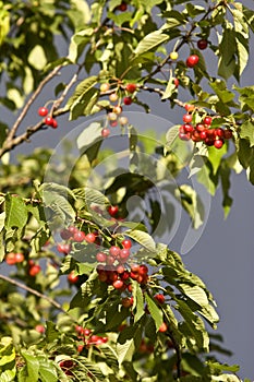 Cherries hanging on a tree