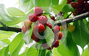 The cherries have entered the picking period