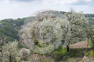 Cherries have flourished everywhere in the mountains of Banat, Romania