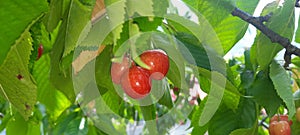 Cherries hidden behind leaf