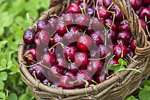 Cherries in a large wicker basket