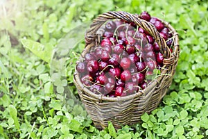Cherries in a large wicker basket