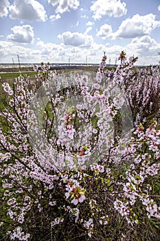 Cherries lat Prunus subgen Cerasus.. - Subgenus plants of the genus plum Prunus family Pink