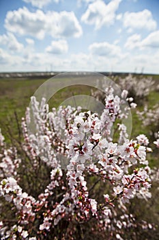 Cherries lat Prunus subgen Cerasus.. - Subgenus plants of the genus plum Prunus family Pink