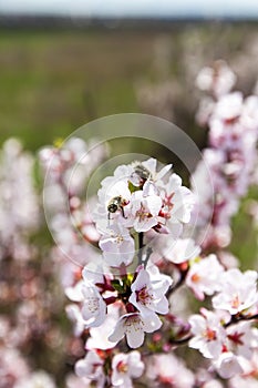 Cherries lat Prunus subgen Cerasus.. - Subgenus plants of the genus plum Prunus family Pink