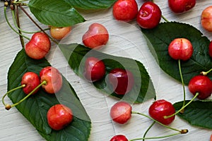 Cherries with leaves and stalks, scattered on a light background