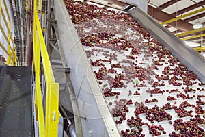 Cherries moving up an elevator in a fruit packing warehouse photo