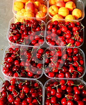 cherries and orange apricots freshly picked from the trees for s