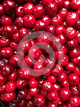 Cherries (Prunus avium) background, a lot of fruit laid down photo