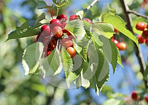 Cherries prunus cerasus pending from the branch