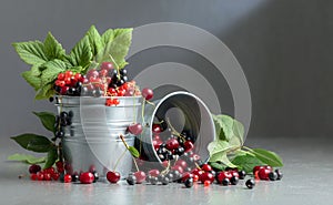 Cherries, red and black currants in a small metal bucket