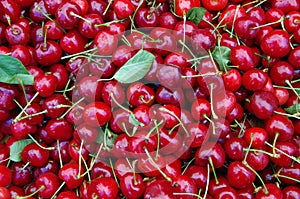 Cherries with stems and leaves