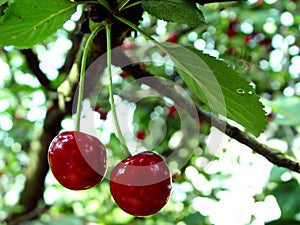 cherries on a tree