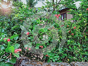 The cherries tree