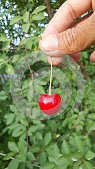 cherries from the tree