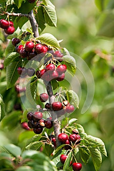 Cherries on a tree