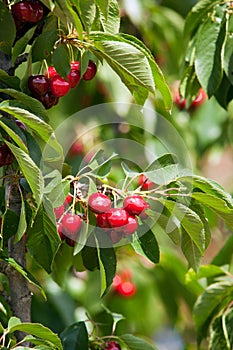 Cherries on a tree