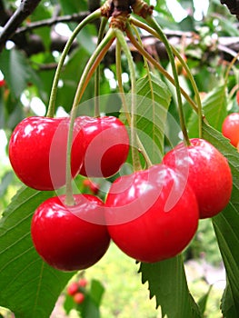 Cherries in the tree