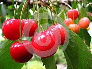 Cherries in the tree