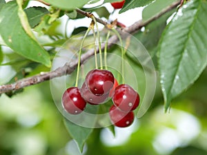 Cherries on a tree