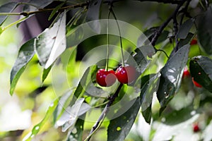 Cherries on a tree branch with green leaves