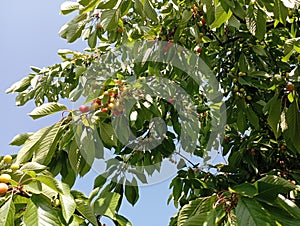 Cherries on tree branches. Seasonal berries. Cherry trees.