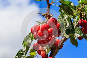 Cherries tree, cherries on the tree