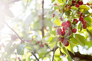 Cherries tree