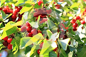 Cherries tree with fruits