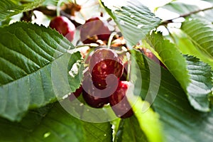 Cherries on the Tree