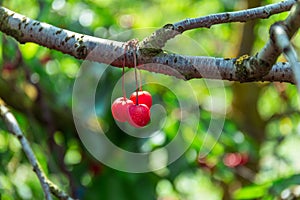 Cherries on the tree